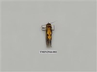 藏品(夜蛾288)的圖片